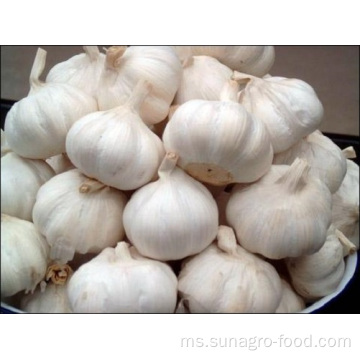 4 ~ 5cm Bawang Putih Segar dan Plump